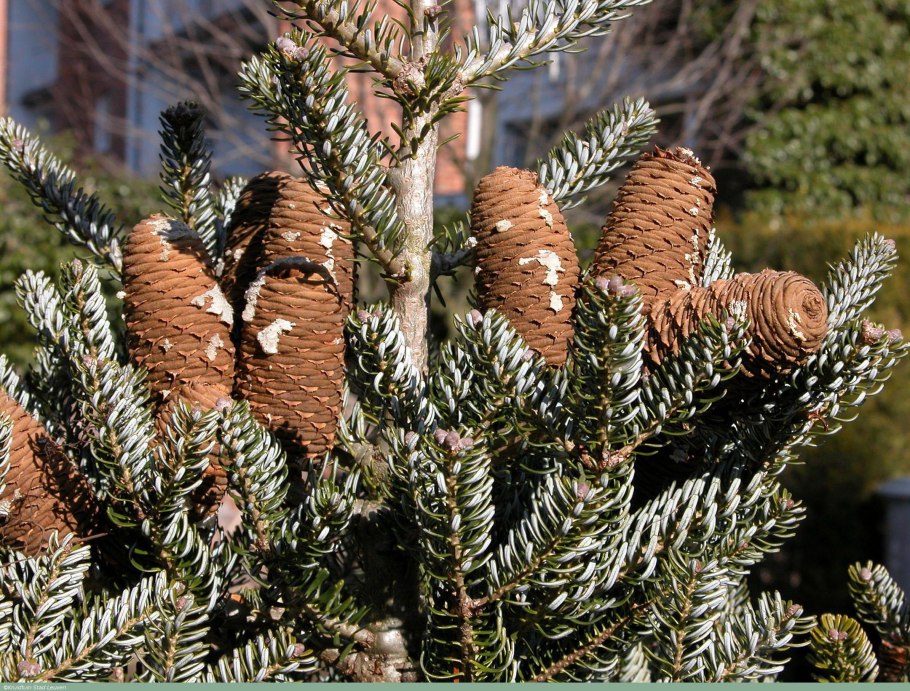 Пихта Кавказская Abies nordmanniana (Steven.)