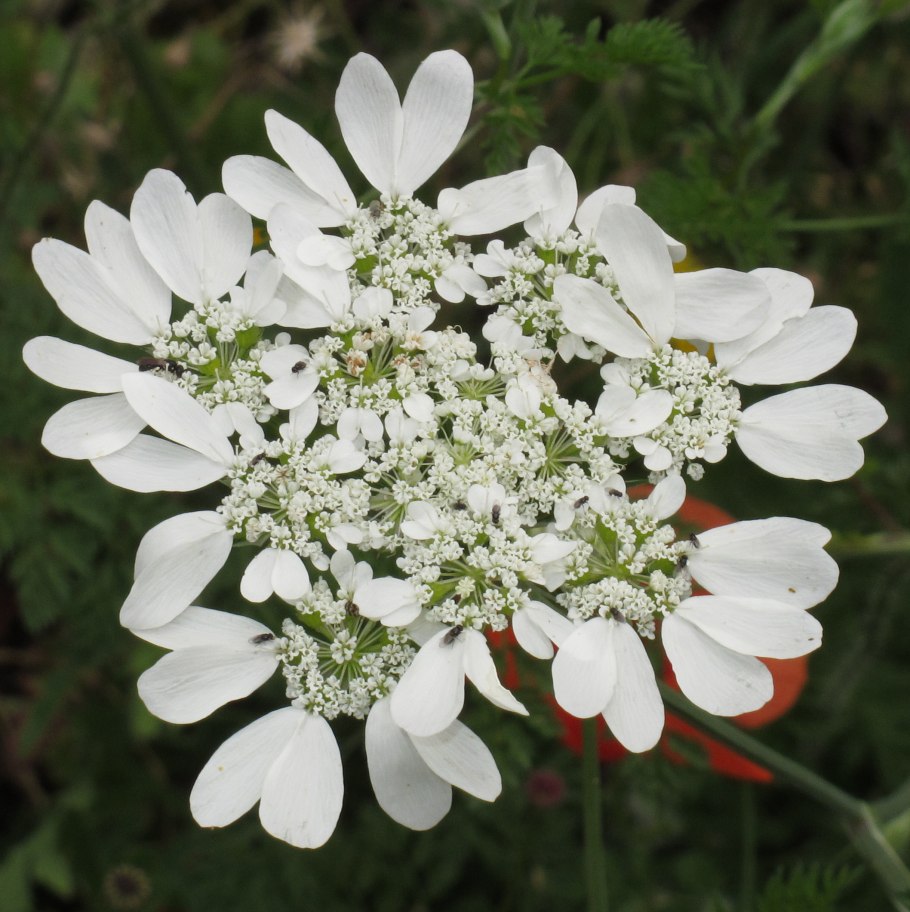 Орлайя семена