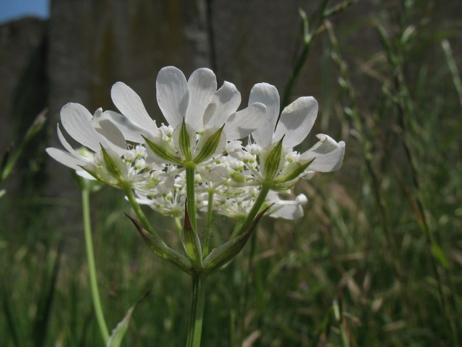 Orlaya grandiflora