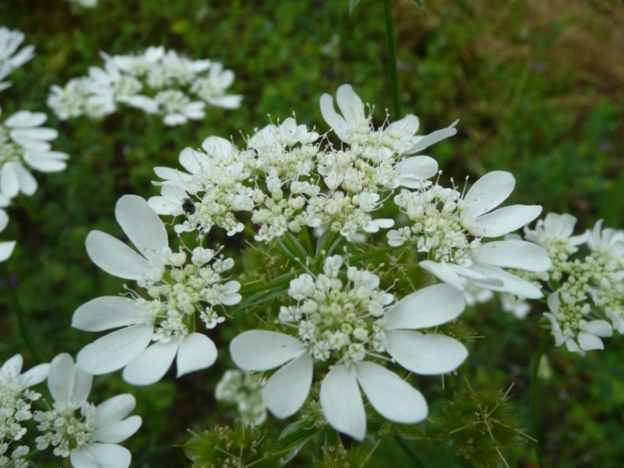 Орлайя Флорет