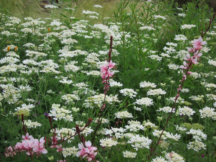 Орлайя плод