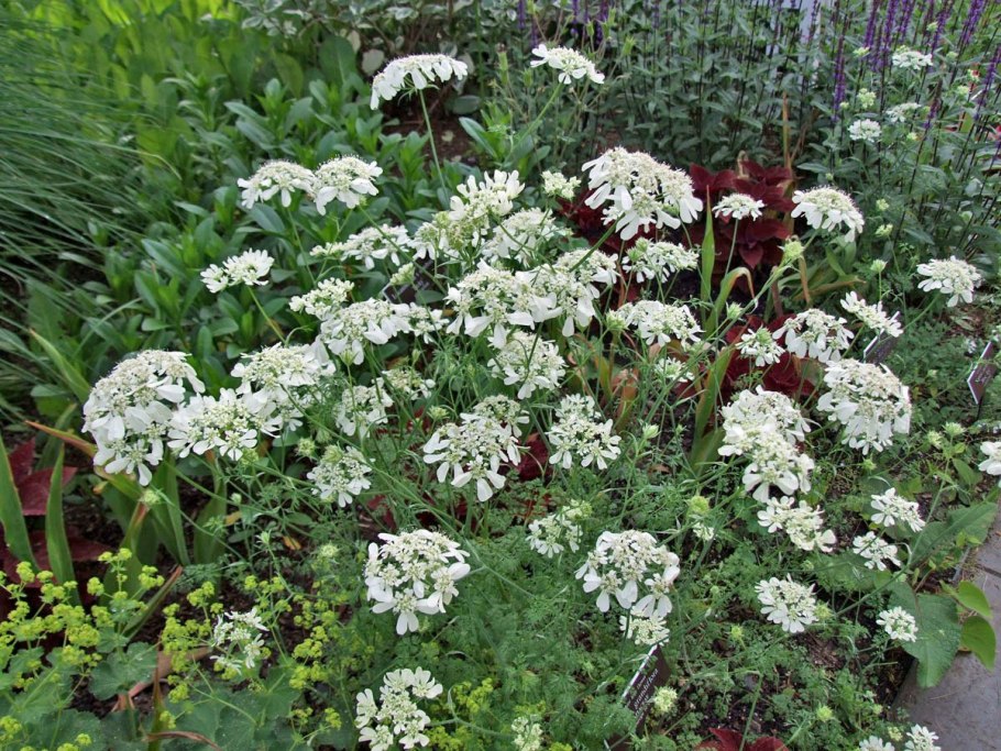 Клематис жасминовый