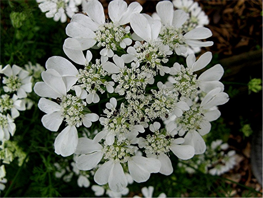 Орлайя морковевидная