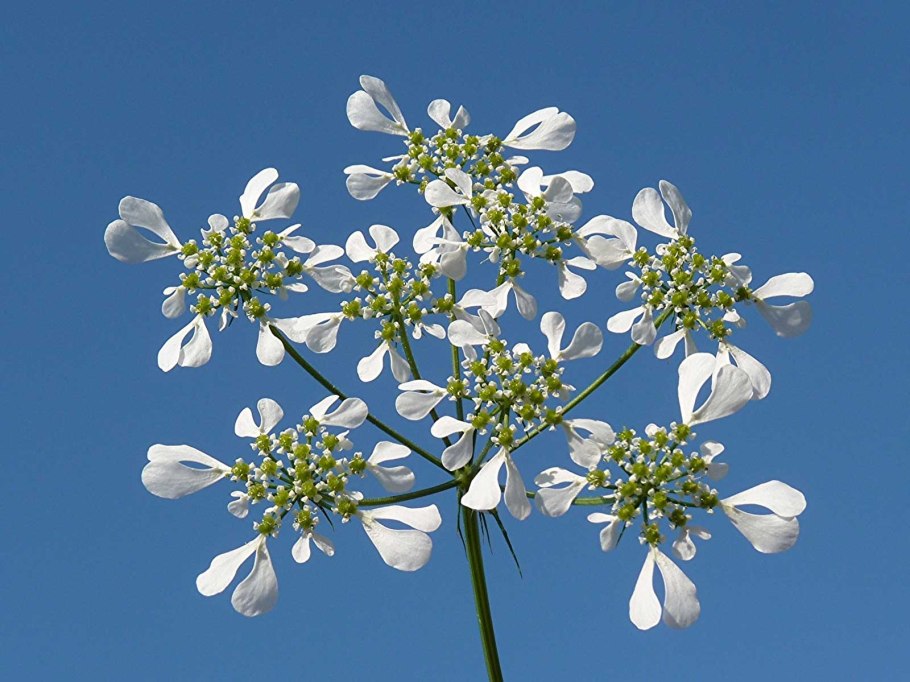 Orlaya grandiflora