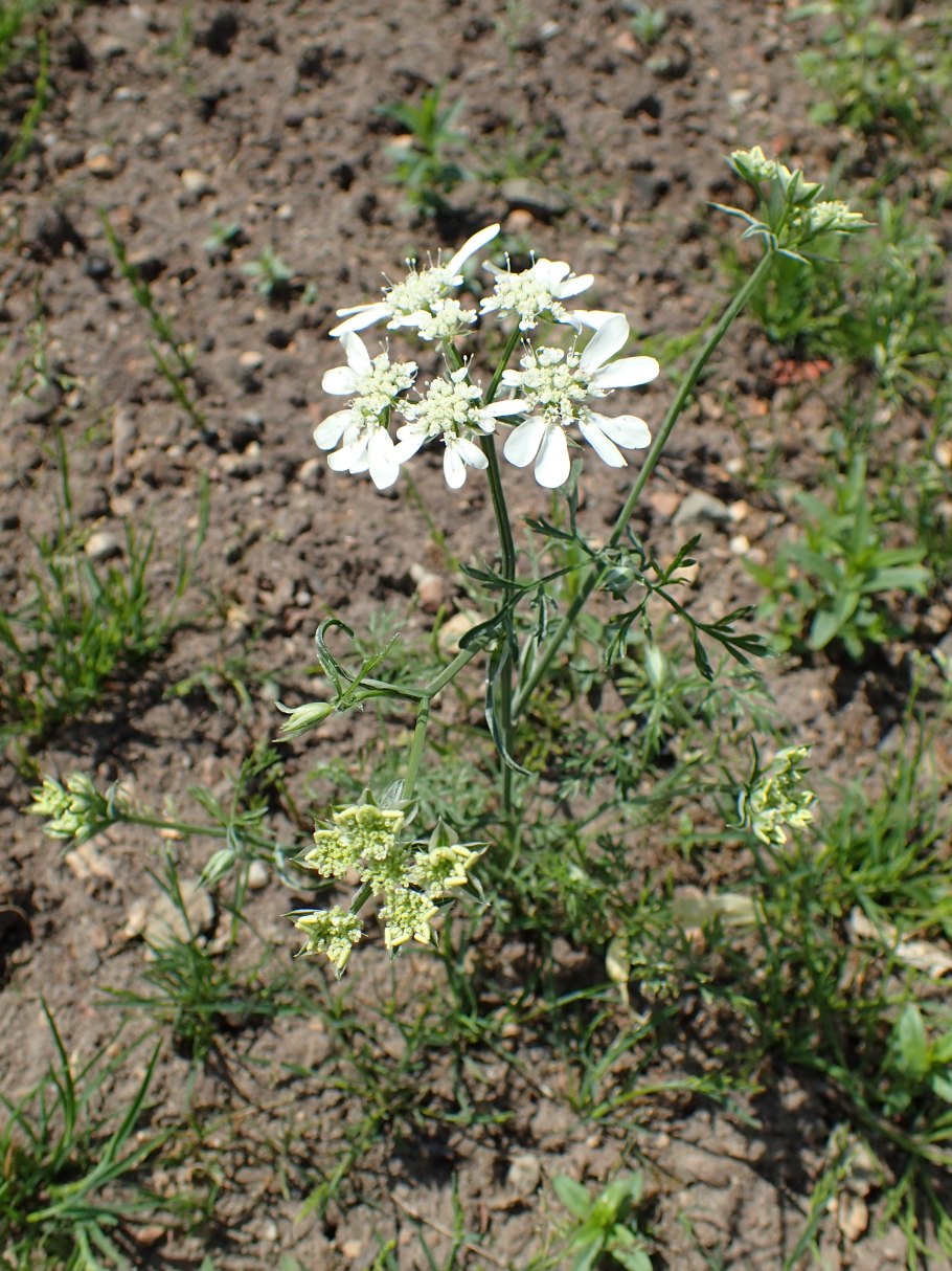 Карпобротус Эдулис