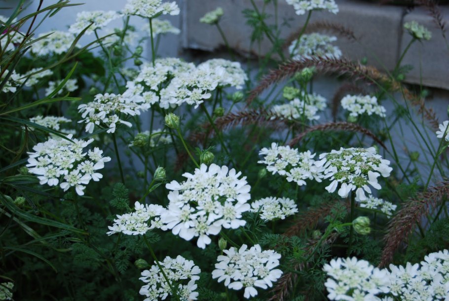 Орлайя морковевидная