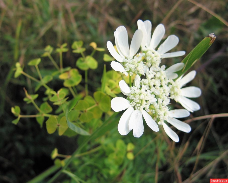 Орлайя крупноцветковая