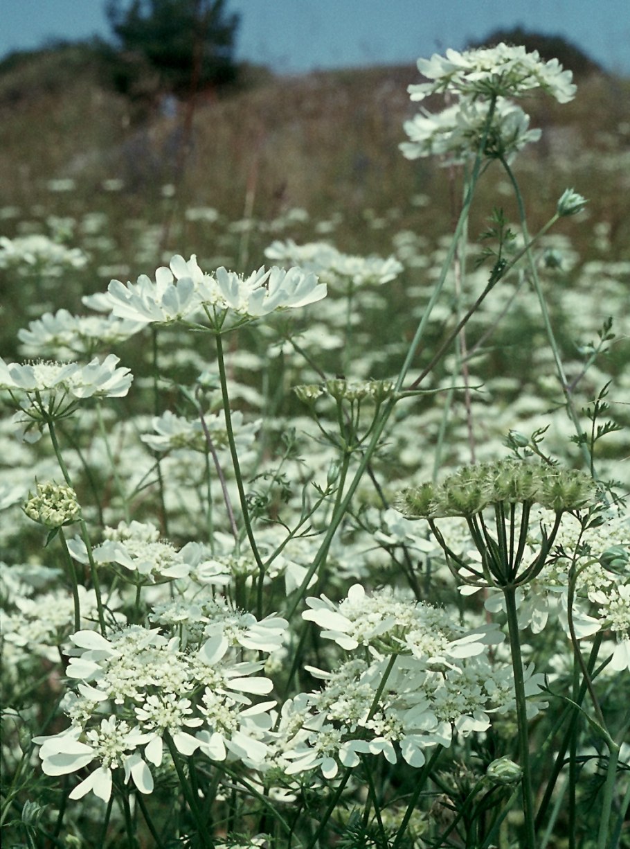 Орлайя Флорет