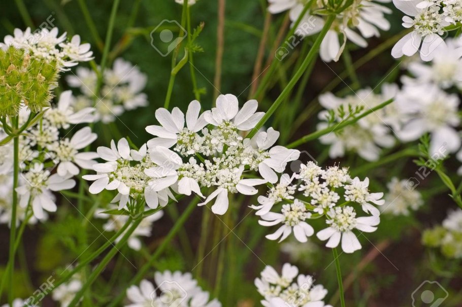 Растение Орлая