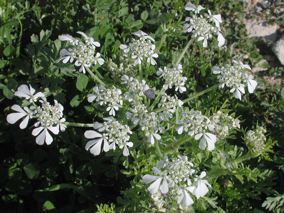 Орлайя крупноцветковая