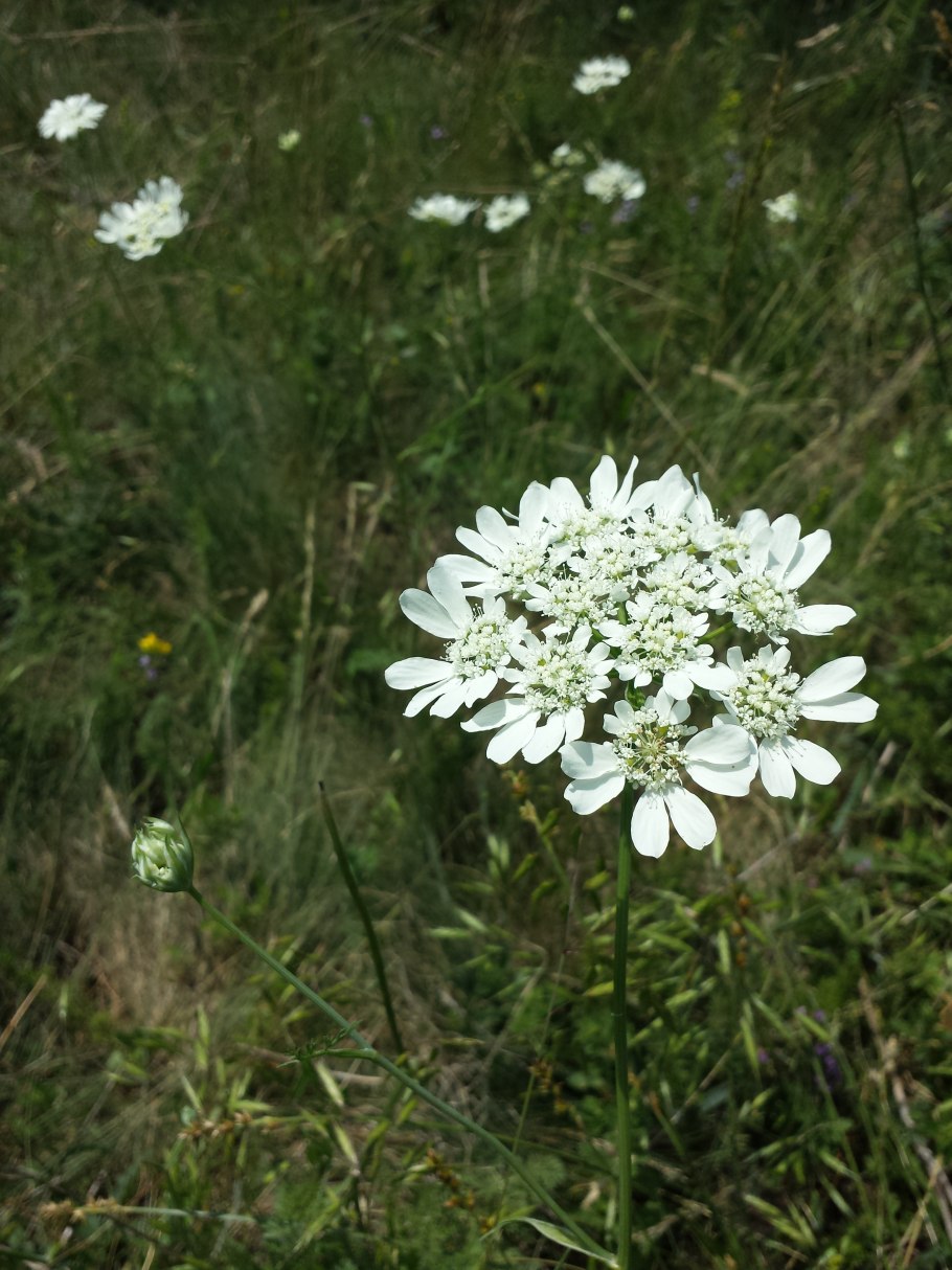 Орлайя крупноцветковая