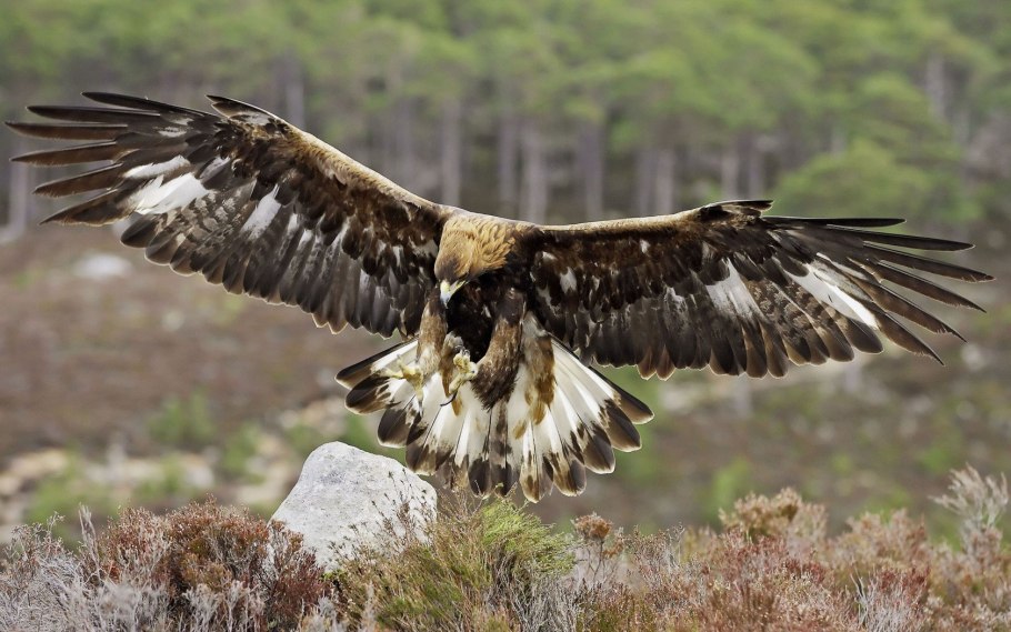 Высокая трава с белыми цветами