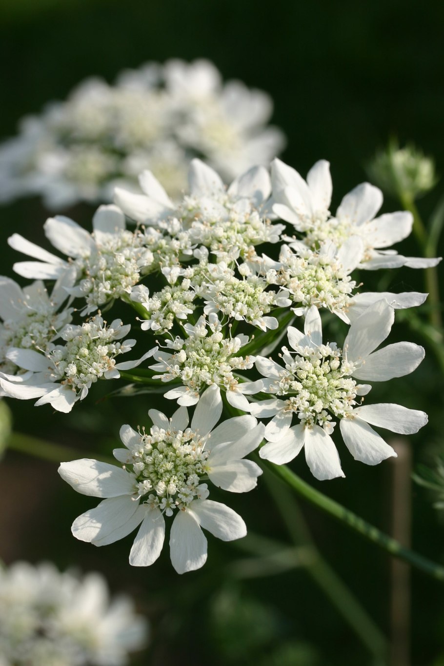 Орлайя крупноцветковая