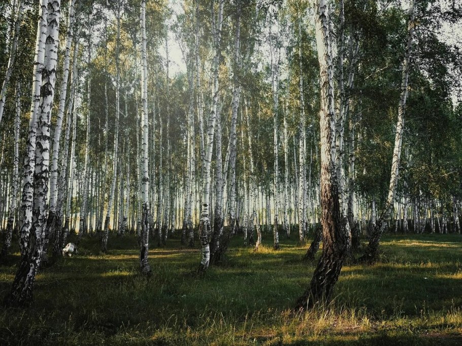 Лесисто-болотистая местность