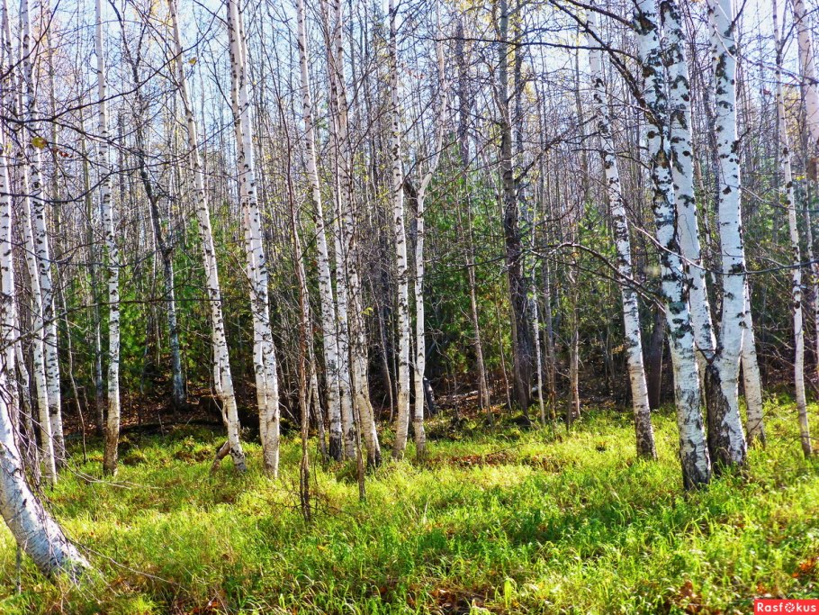 Низинные болота береза ольха Ива