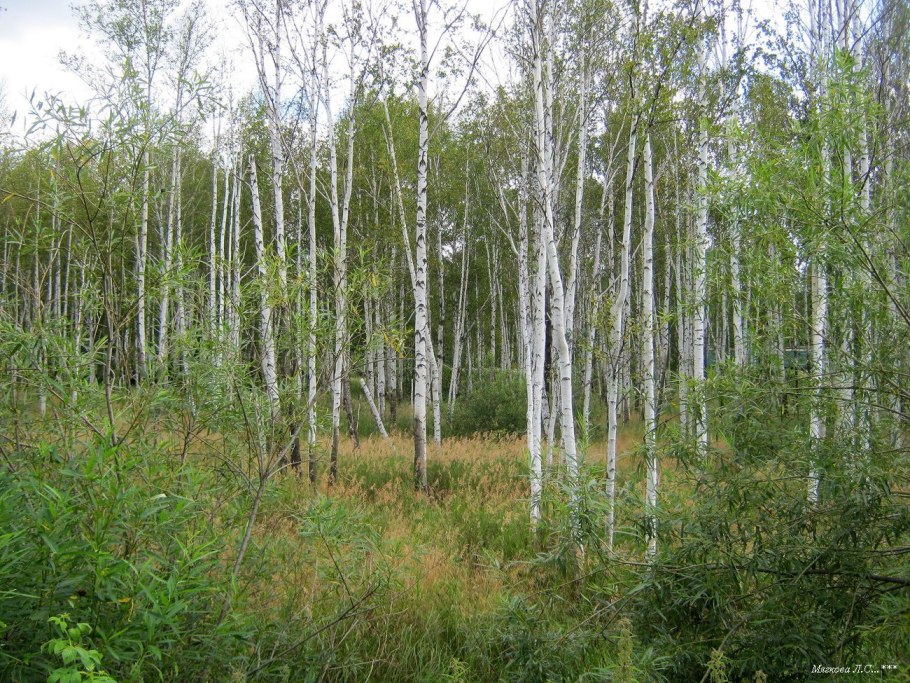Болотистая Березовая роща