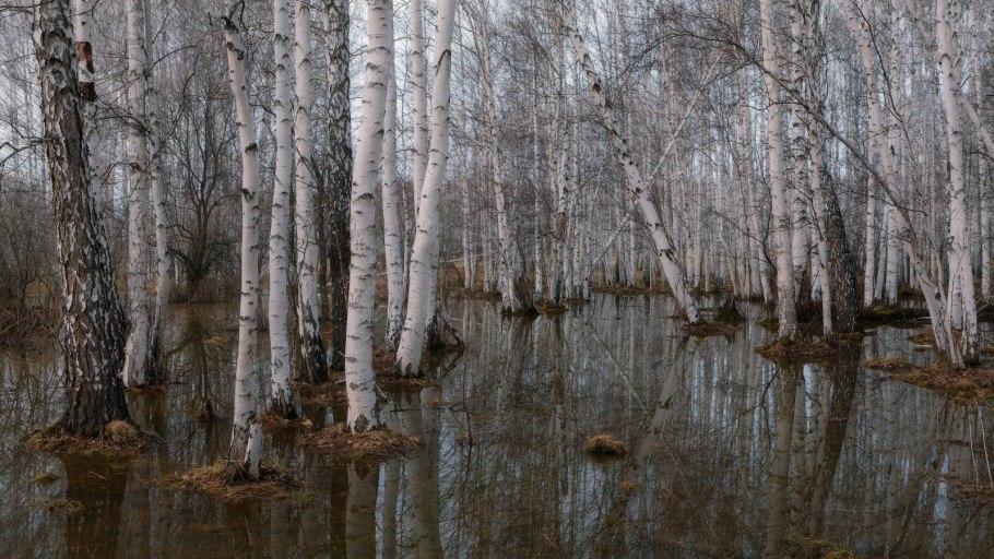 Березово-лиственничный лес