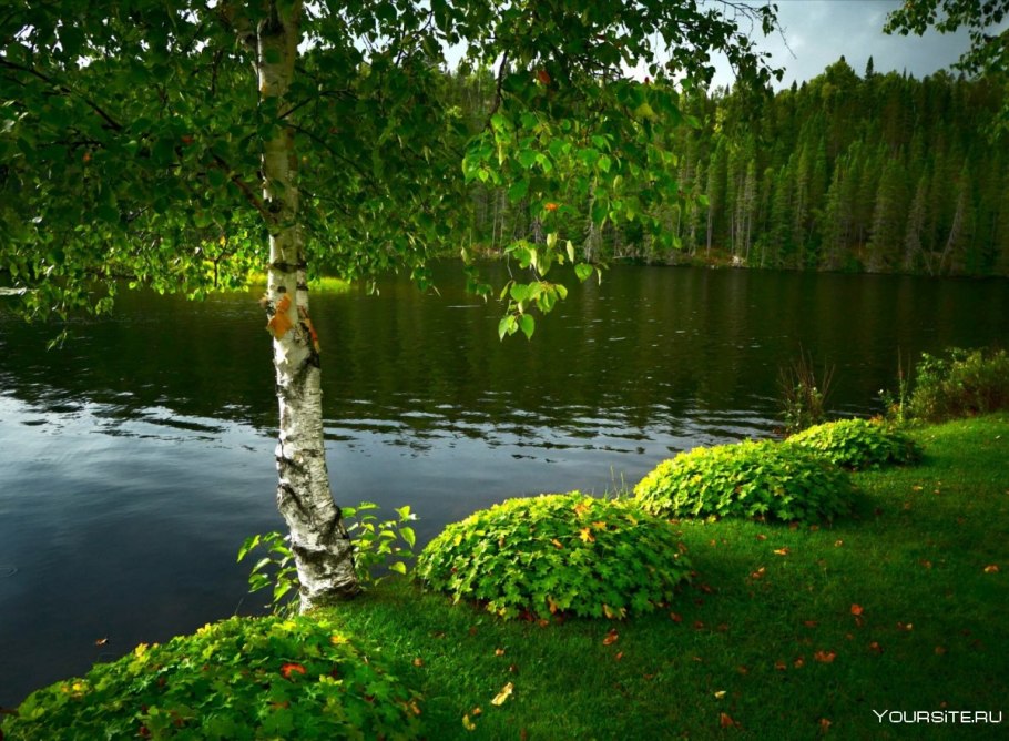 Береза Болотная фото