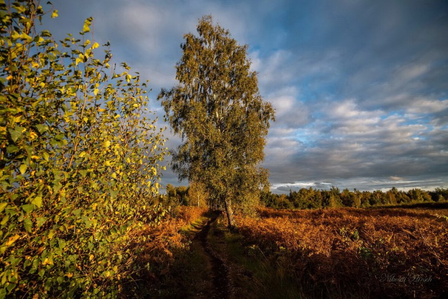 Повислая береза