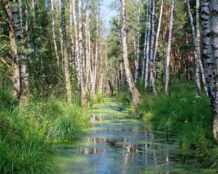 Весеннее болото