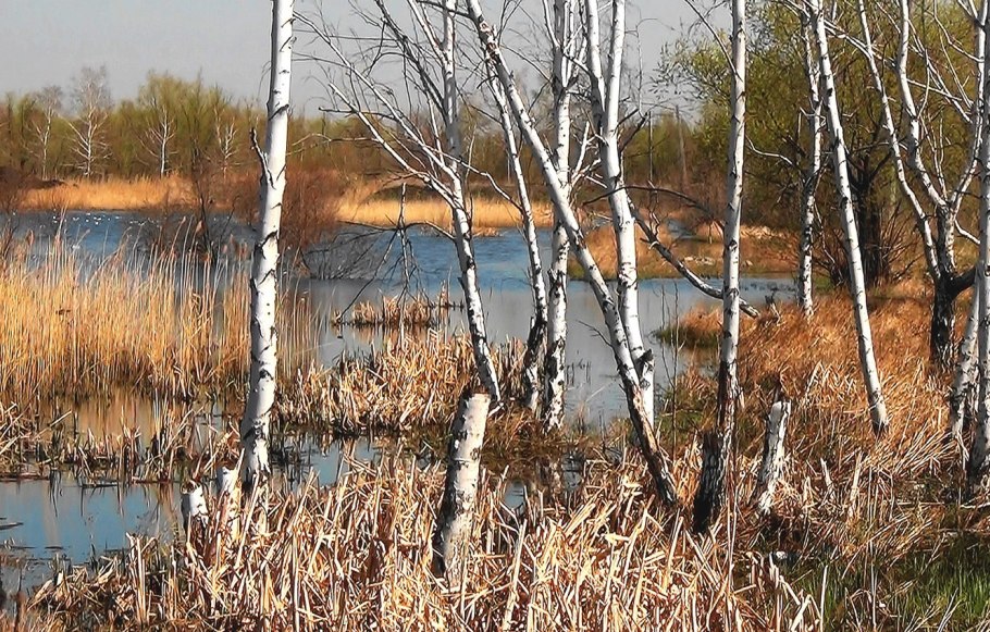 Береза повислая над рекой