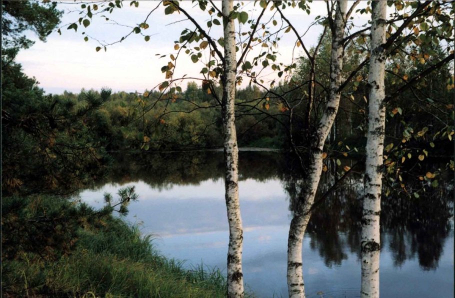 Березы у воды