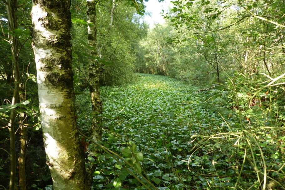 Березовый лес с болотом