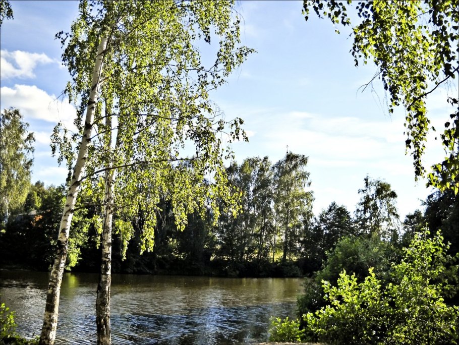 Рассвет в весеннем лесу