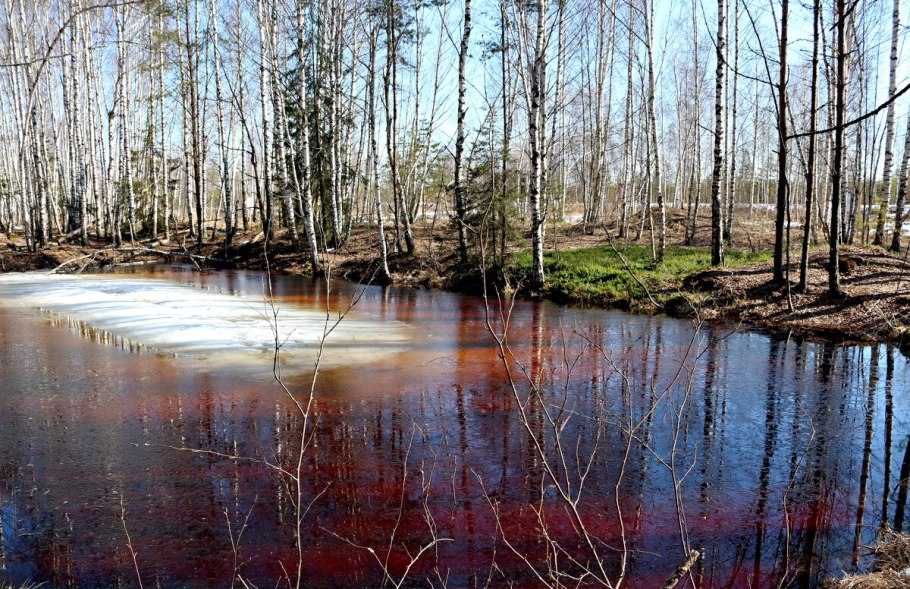 Затопленный лес весной