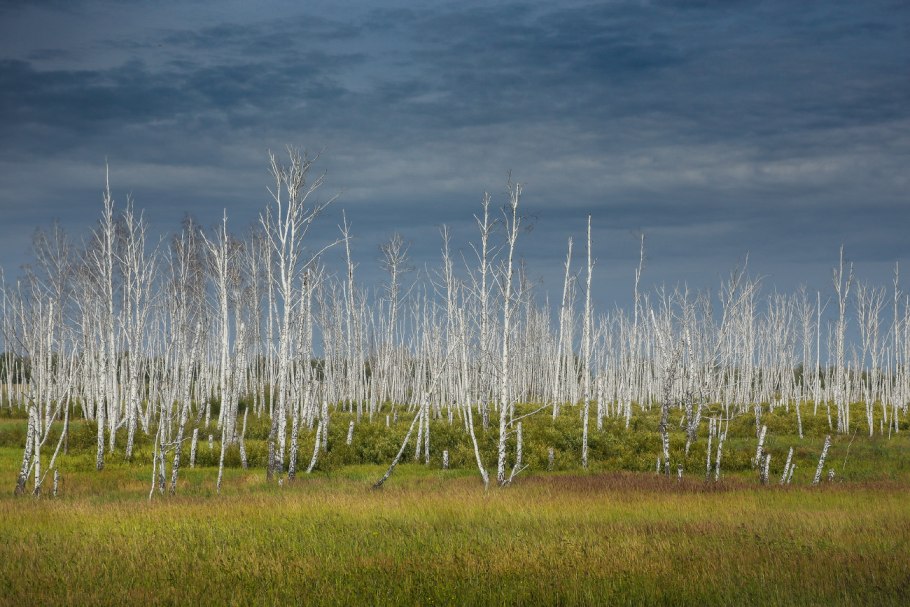 Березовое болото