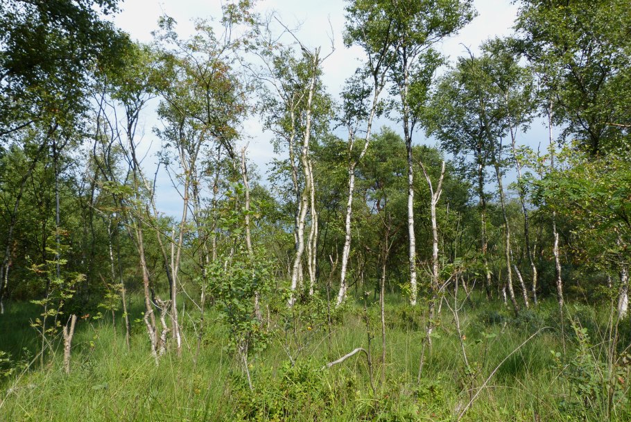 Болото и березовый лес