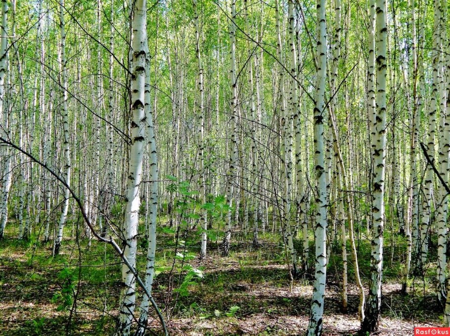 Березовая роща береза повислая
