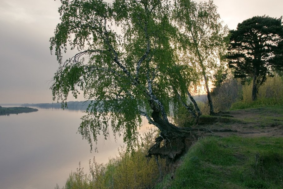 Болото с березами