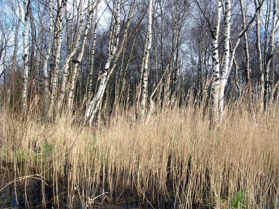 Береза пушистая betula pubescens