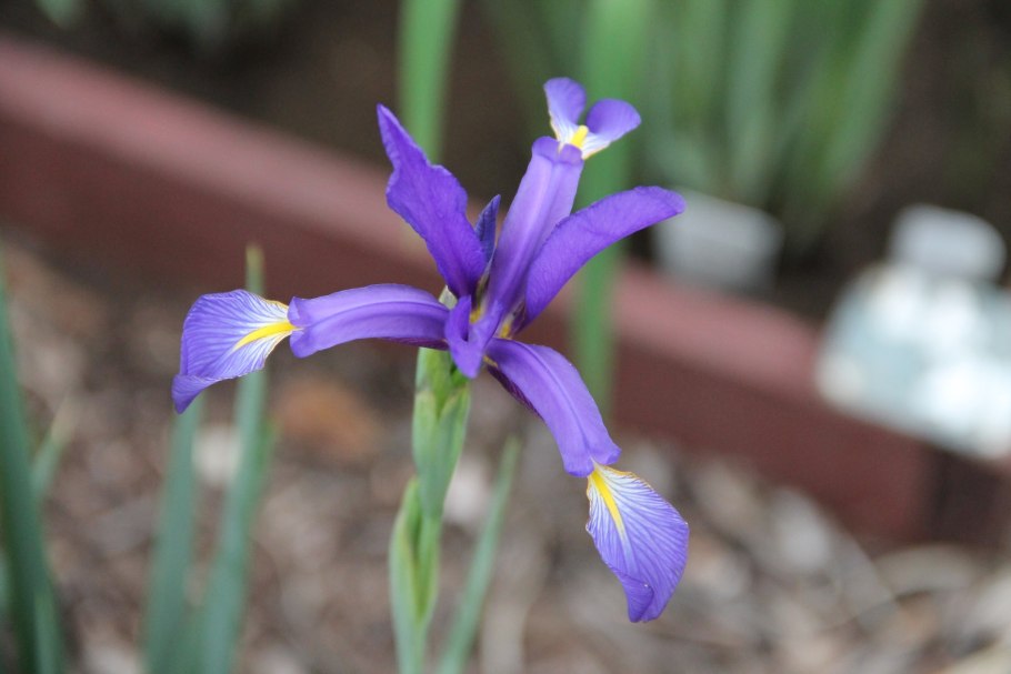 Ирис ненастоящий