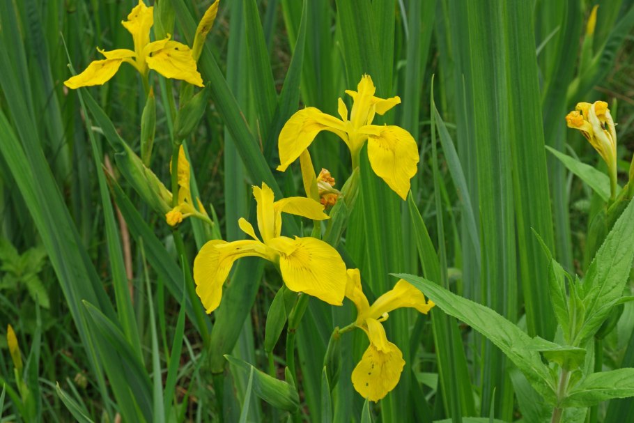 Касатик карликовый (Iris pumila l.)