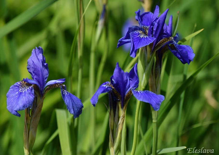 Ирис Касатик карликовый