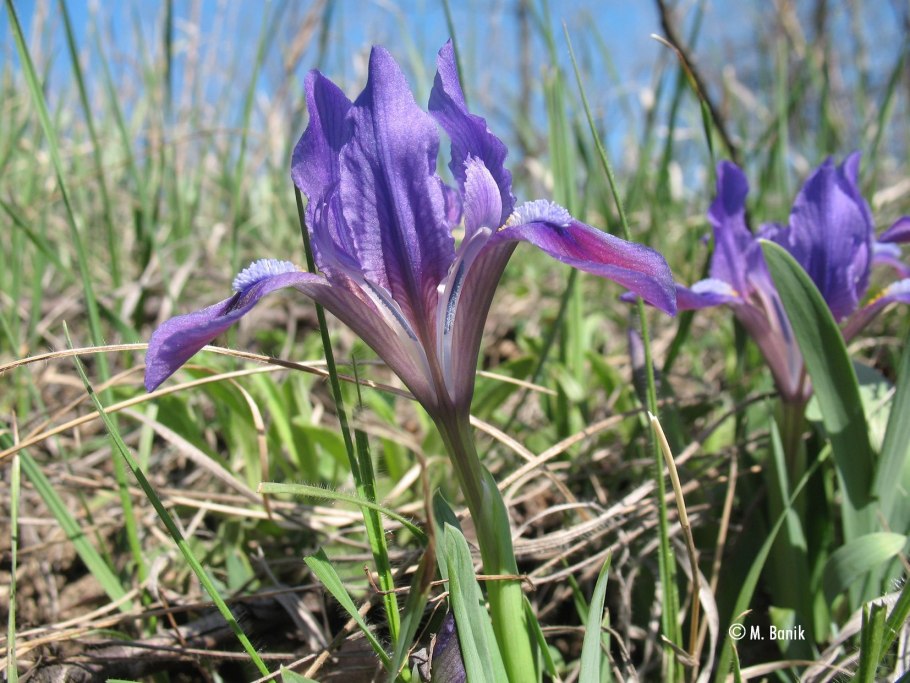 Касатик вильчатый Iris furcata