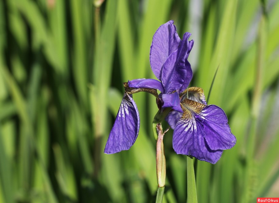 Ирис аировидный стебель