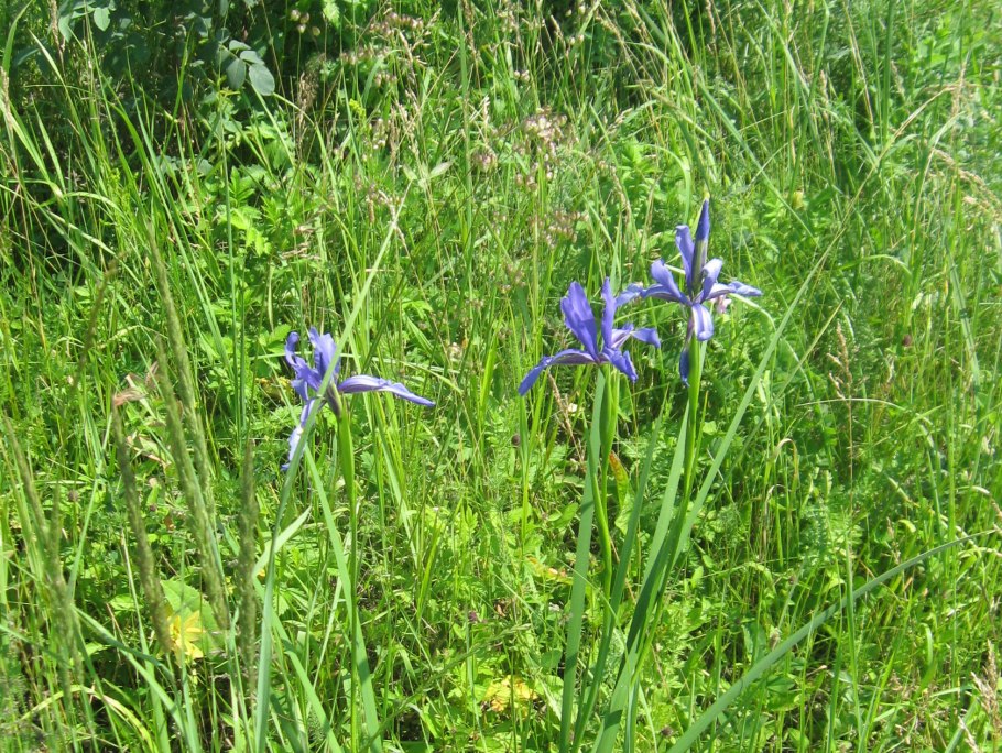 Ирис низкий (Касатик)