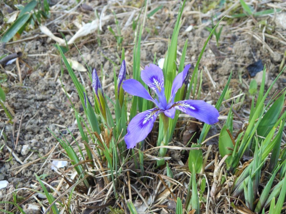 Ирис безлистный растение