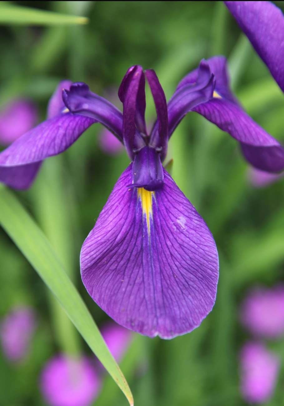 Касатик вздутый