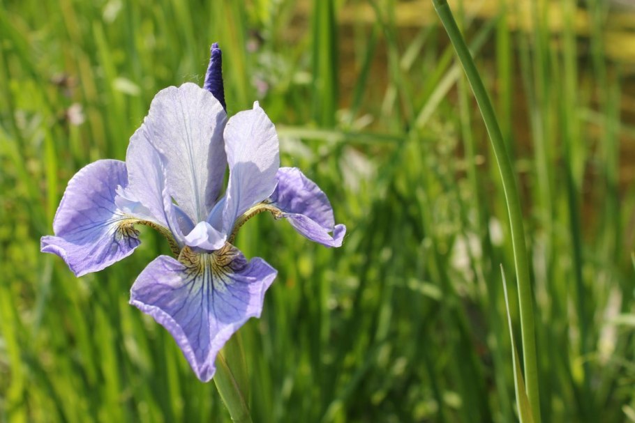 Iris aphylla