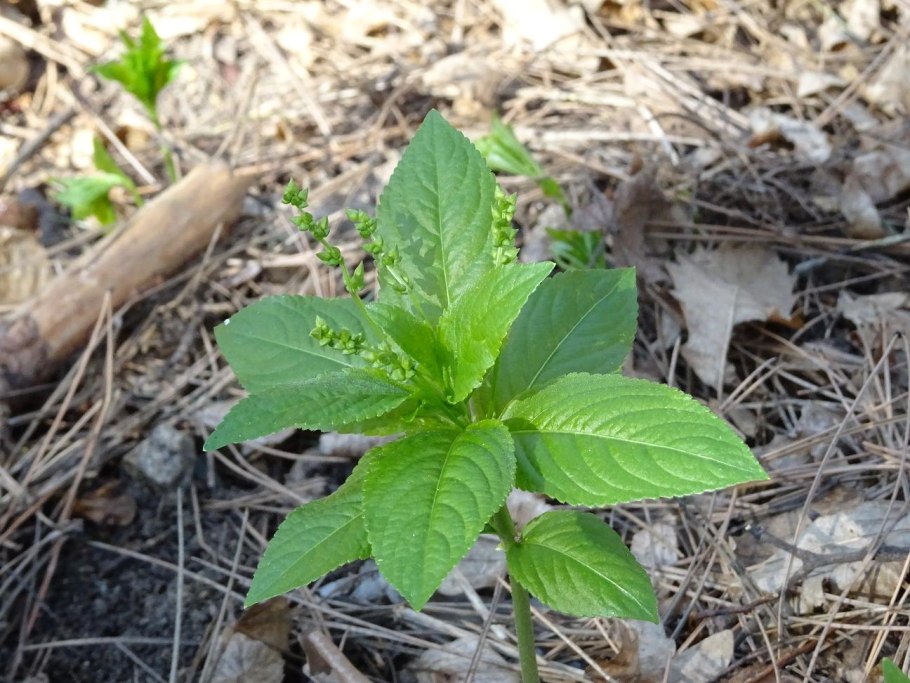 Пролесник однолетний