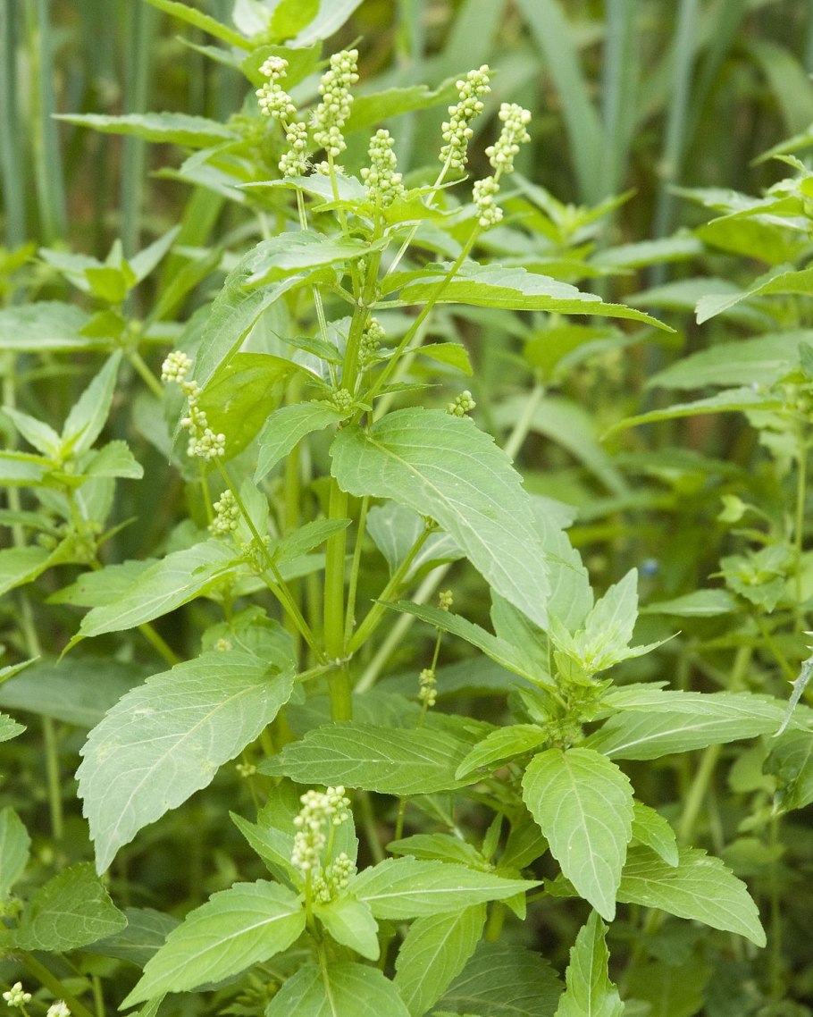 Многолетник печеночница