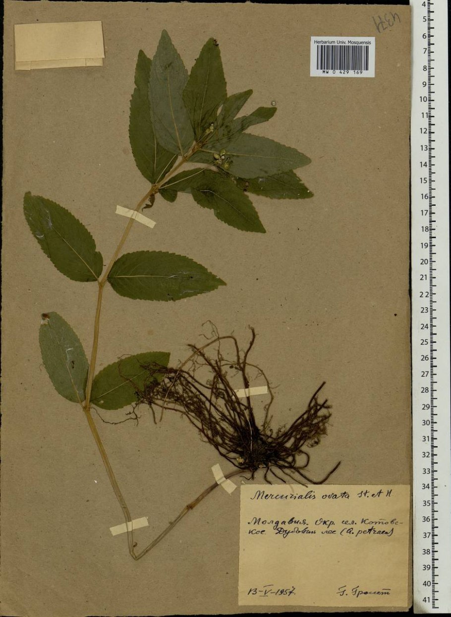 Пролесник многолетний гербарий