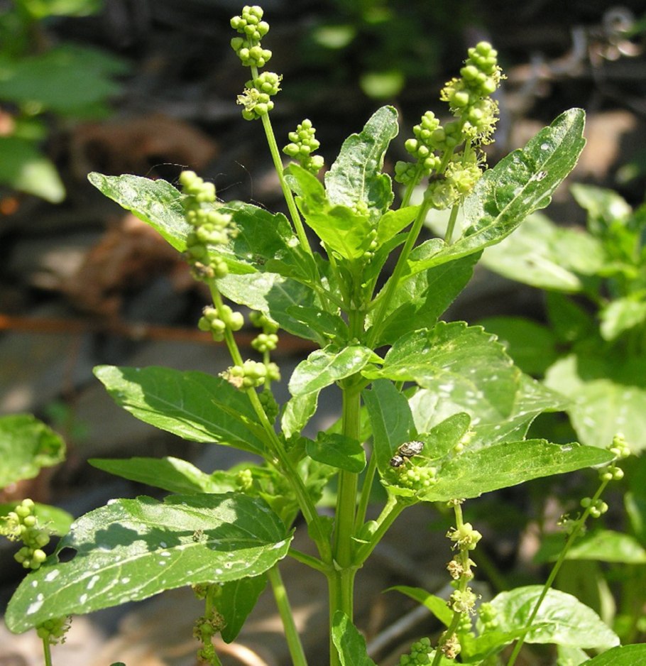 Пролесник Лесной