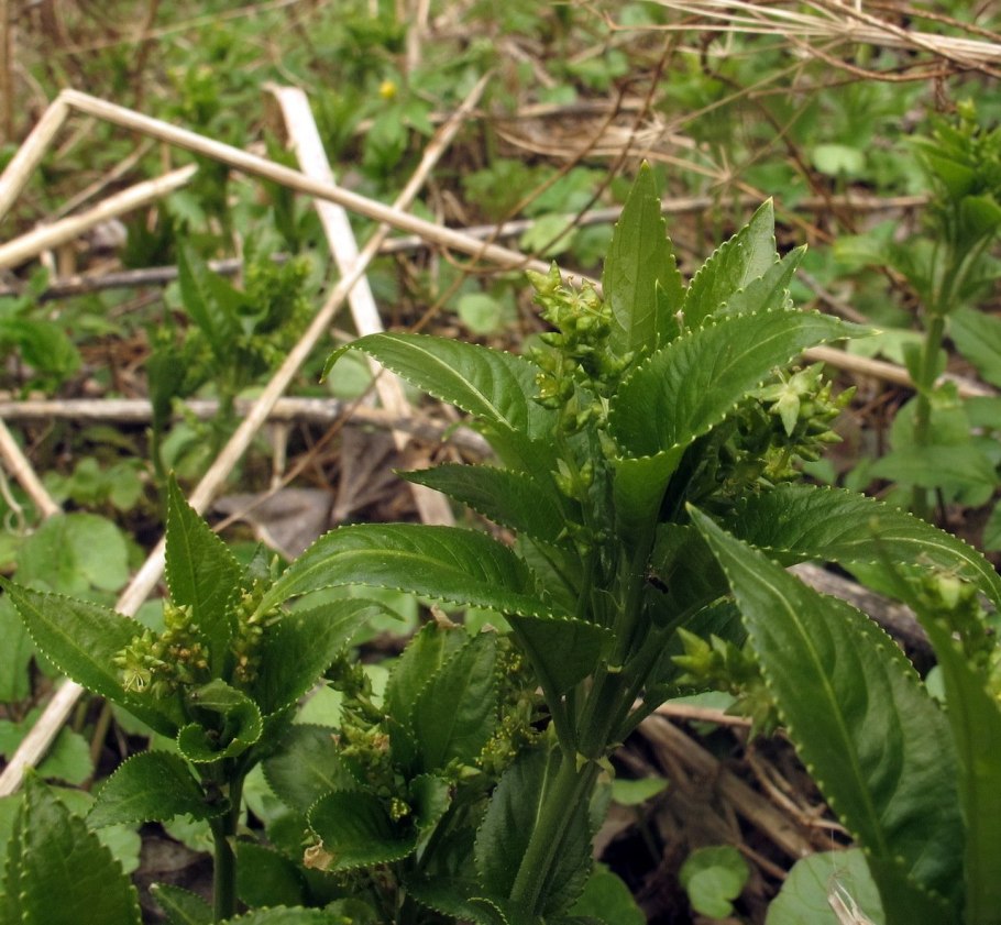 Пролесник солнцегляд