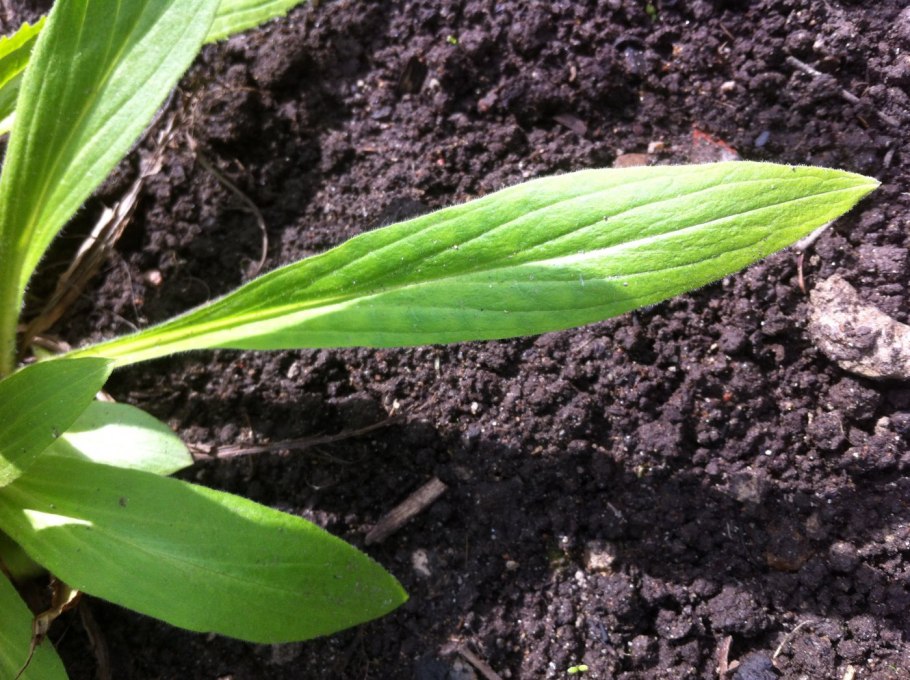 Mercurialis annua l.