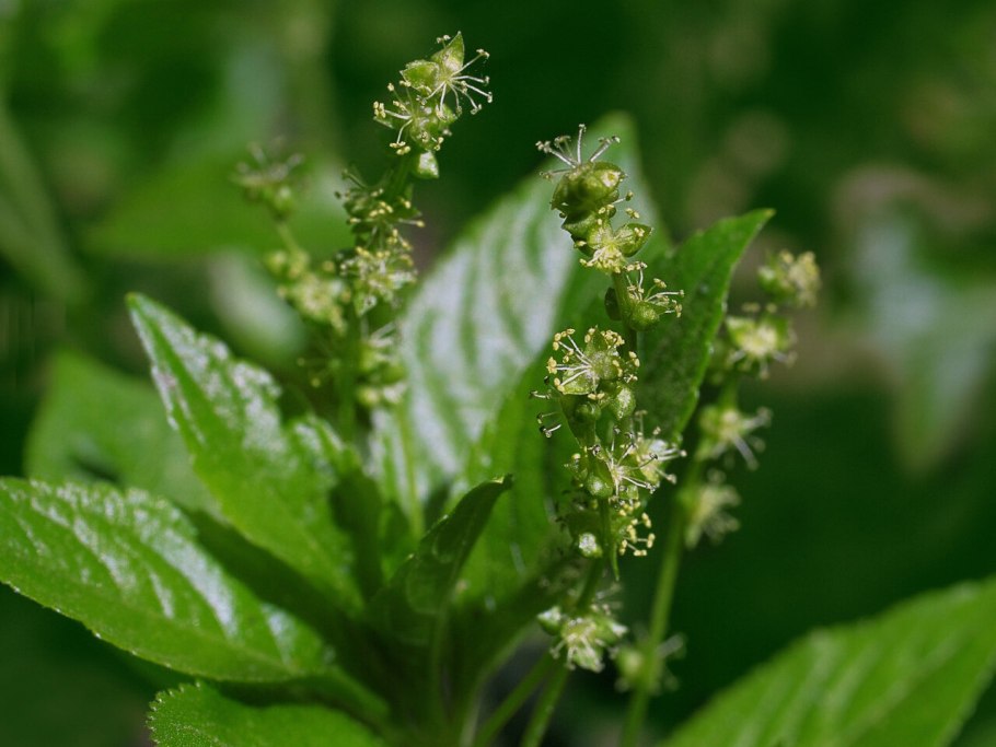 Пролесник многолетний (Mercuriális perénnis)